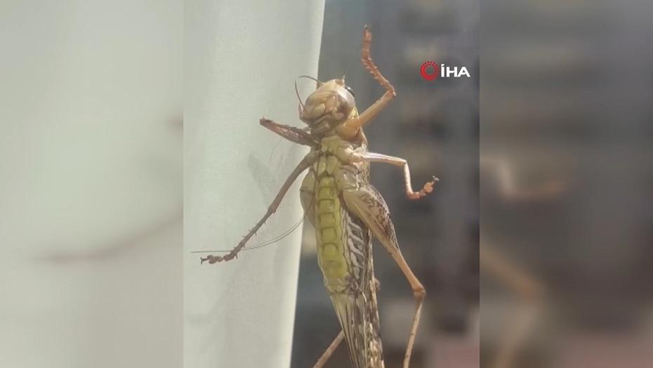 İstanbul'un Bazı Bölgelerinde Gözlemlenen Dev Çekirgeler Endişe Yarattı