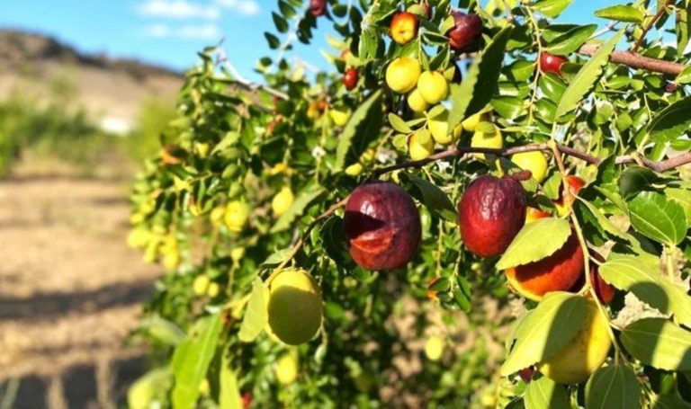 Kolesterolün baş düşmanı! Afyonkarahisar'da yetişiyor: Hasadına geri sayım başladı…